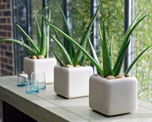 Aloe Vera Plants in White Vases 3 Aloe Vera Planta